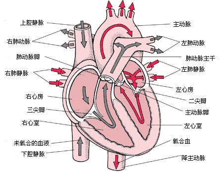心臟的結(jié)構(gòu)及功能